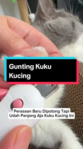 gunting kuku untuk anabul #guntingkukuanabul #guntingkukukucingdananjing #guntingkukukucing 