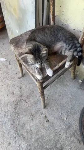 #gatto #cat #ingrassare #settembre #dieta 