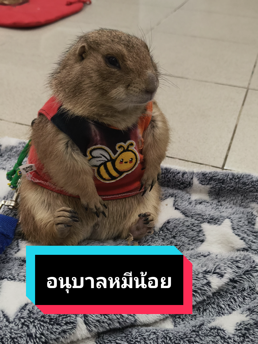 เมื่อไหร่จะ 3ขวบ จะส่งไปโรงเรียน #แทมซ่าแพรี่ด็อก #แทร์นวันนนี้