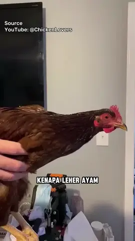 Mengapa leher ayam bisa tetap begitu stabil? 🐔 #fyp #foryou #foryoupage #chicken #chickens #chicken #chickenneck #stable #wow #amazing #knowledge #antonioarsy 