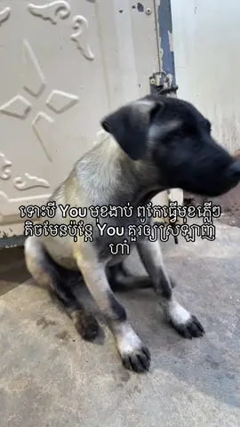 Ah chkea 