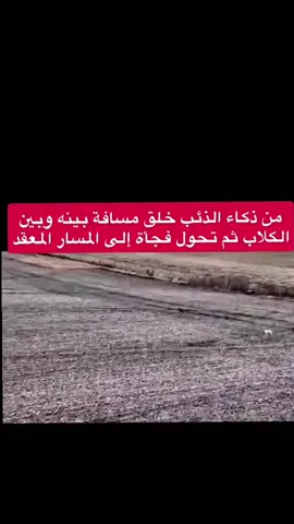 ذكاء الذئب #عيال_نواط 