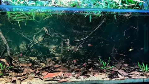 #thuysinh #biotop #biotopeaquarium 