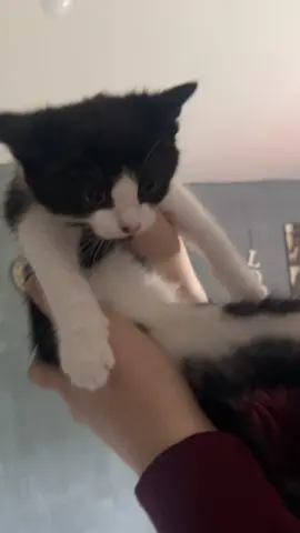 It’s just a babyyy #kitten #cat #cute #funny #fyp 