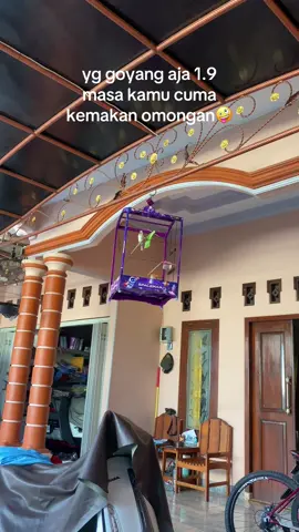 xixixi #kenari #kenarimaniaindonesia #kenarimania 