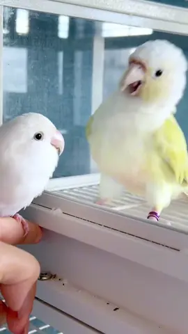 #pets #parrot #foryou #ticktock #fyppppppppppppppppppppppp 