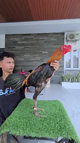 Gagah mantap