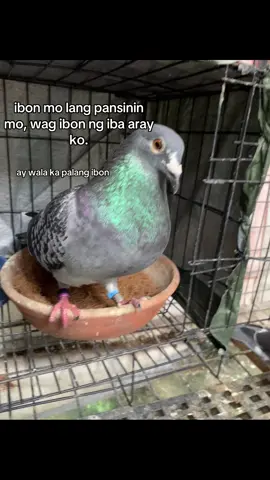 #pigeonlover 