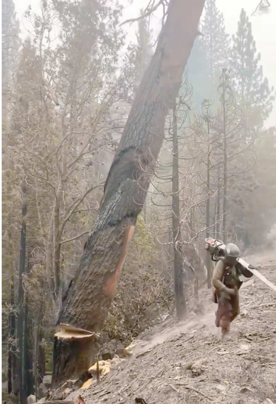 Dead tree felling operation #satisfying #tree #asmr #oddlfysatisfying #fyp 