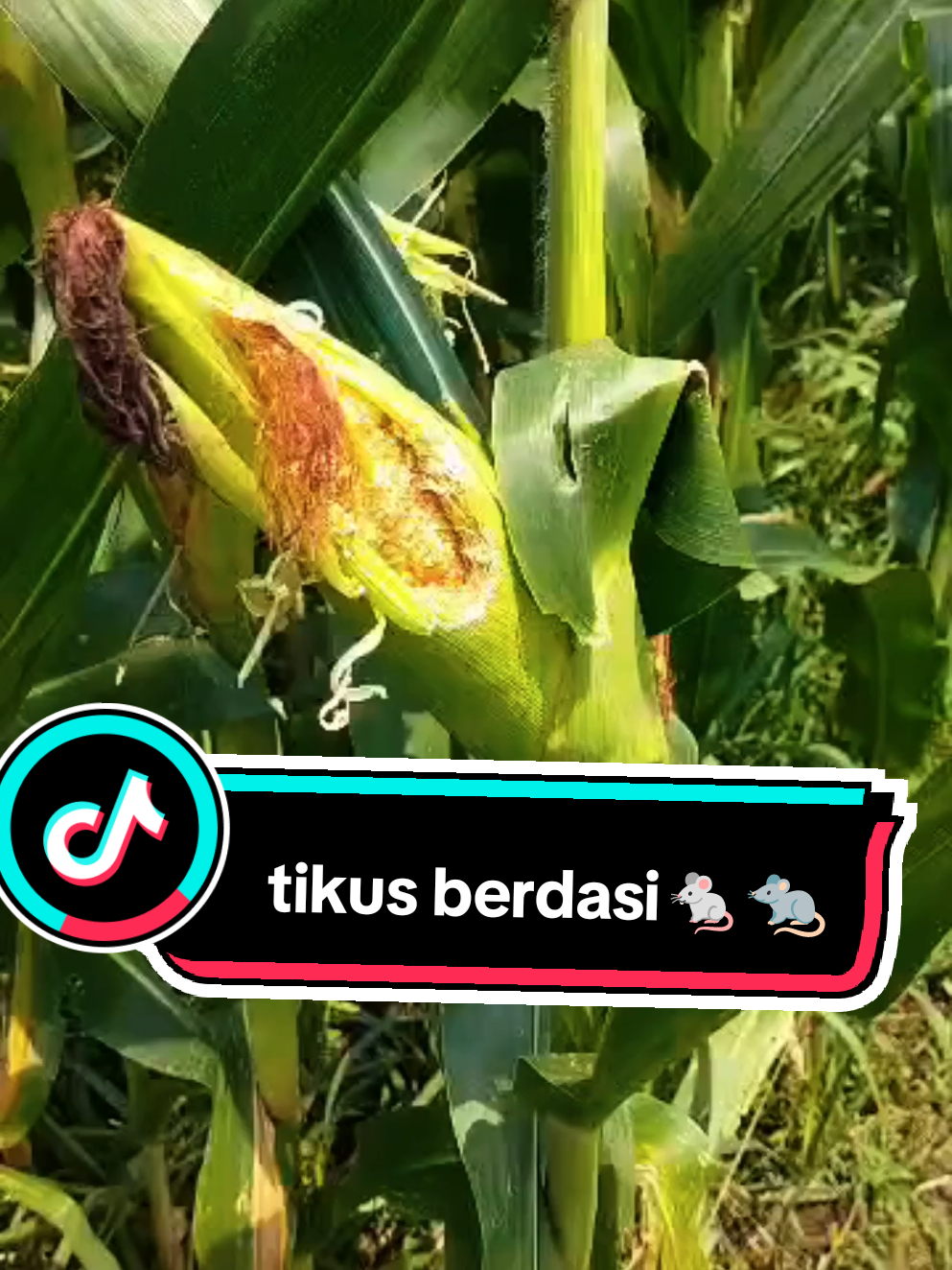 petani jagung di demo tikus #Petani Jagung Gagal Panen #aminocor #ampower #hamatikus 