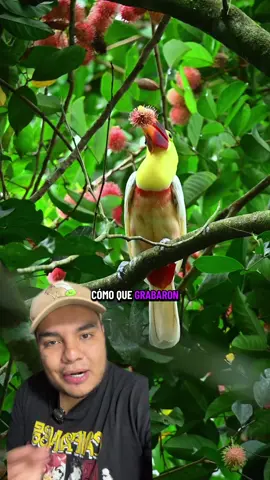 El tucán más raro del mundo! Video de @Daniel Chaves #AprendeEnTikTok #aves #tucan 