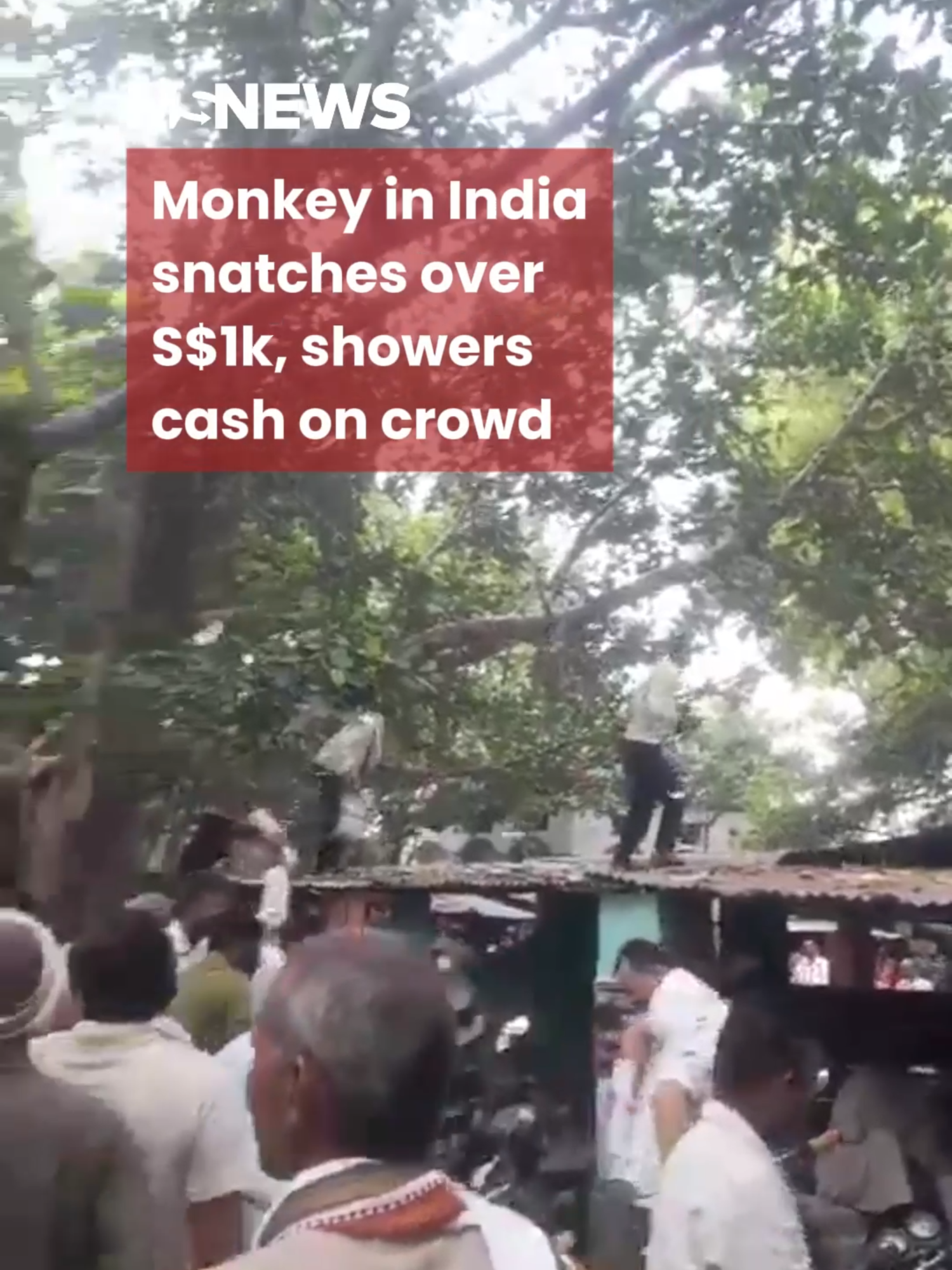 The cash owners, a father-and-son duo, managed to recover only 52,000 rupees (~S$800). #mustsharenews #sgfyp #india #monkey