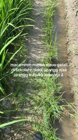 macam mana la dek#azrulniloo🐋 #medanboys🏴‍☠️ #fypageシ #fypviralシ #foryoupage 