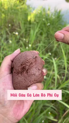 Mồi Câu rô Phi #caucatunhien #caucagiaitri #fishing #xuhuongtiktok #tiktok     