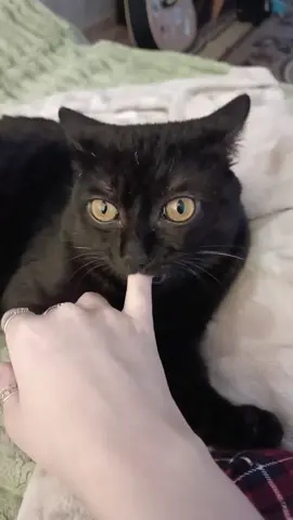 #fyp #funnyvideo #kitty #cat 