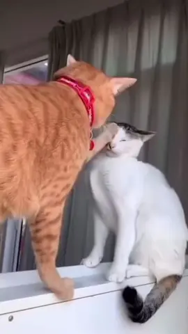 Funny cat fight #cat #catsoftiktok #funnyvideos #fyp #pet 