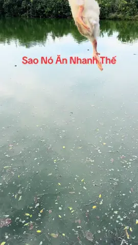 #Cá 