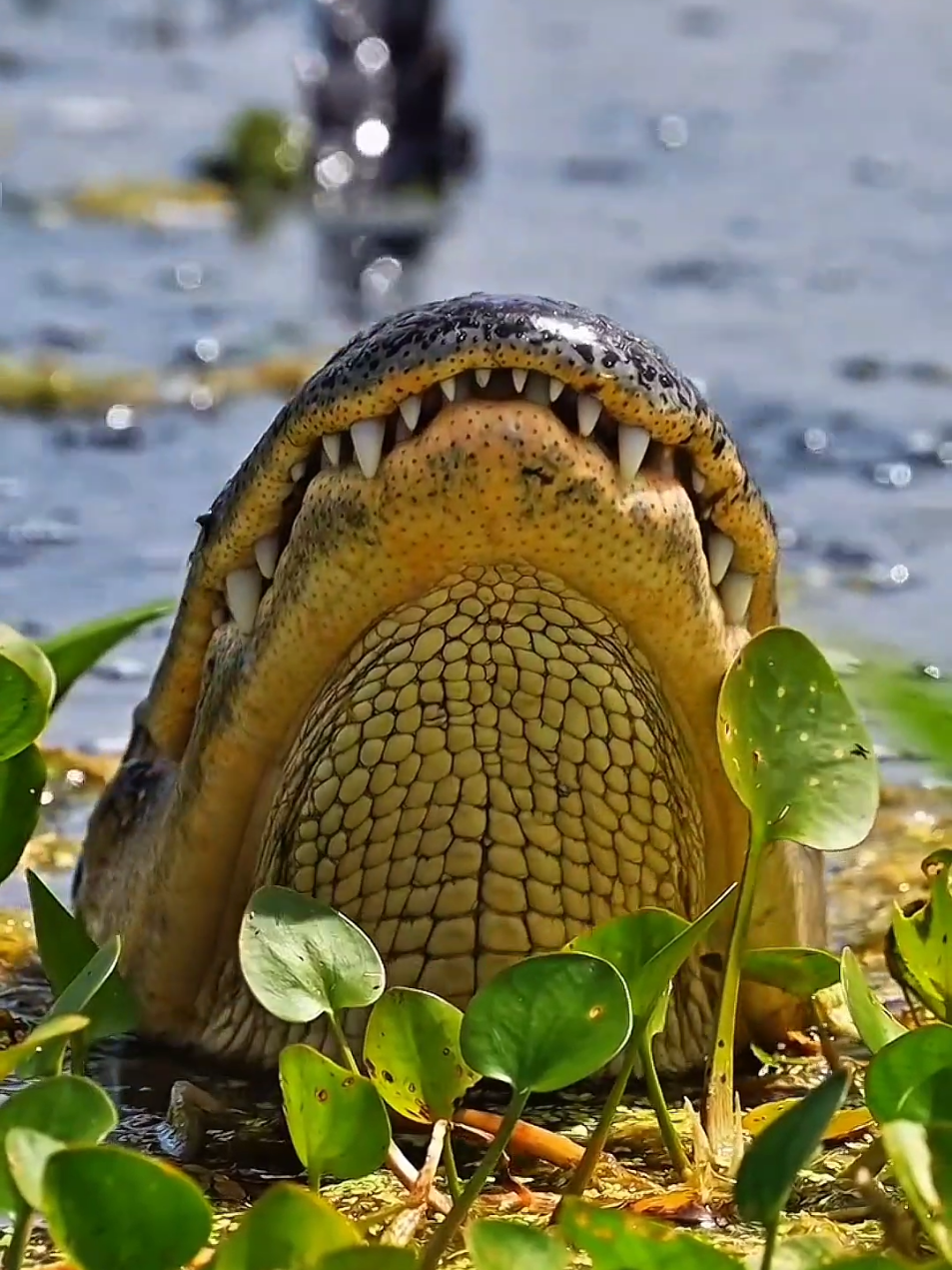 How Beautifully He attracted the fruit toward himself by his loud and scarry sound  #animalworld #wildlife #nature #amazinsounds #foryoupage 