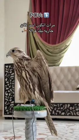 مرات اتكون اسد لاكن جاريه بيك غزاله🦌. #مصمم_فيديوهات🎬🎵 #شعب_الصيني_ماله_حل😂😂 #اجدابيا_بنغازي_البيضاء_طبرق_ليبيا #foryou #fffffffffffyyyyyyyyyyypppppppppppp 