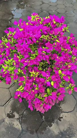 Kebun Bougenville @sultangodong  #Bougenville #Bougenvillejakarta #Bougenvillebandung #Bougenvillebali #bougenvilletangerang #bougenvillesurabaya #bougenvillebekasi #bougenvilleponorogo #bougenvillebandung #bougenvillebali