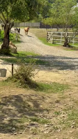 #horsesoftiktok #кусарскийрайон #kesfet #rancho #fupシ 