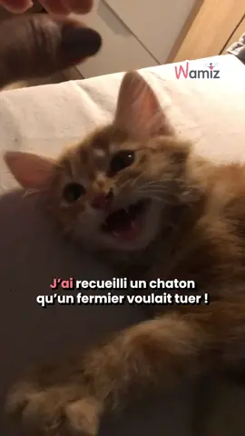 ✨ Un fermier voulait tuer ce chaton… mais un ange gardien l’a sauvé 💖 Clarisse ne l’a pas gardé, mais c’était pour lui offrir la plus belle des vies 🏡 Aujourd’hui, Patrick est le plus heureux des chats aux côtés de son meilleur ami 🐩 🙏🏻 @Lamoumoune 