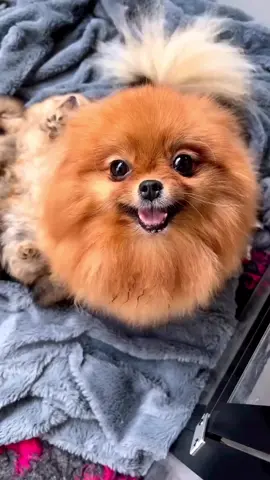Look at this 😍🐶 Via @woofsplace  #pomeranians #pomeranianlove #pomeraniansoftiktok #pomeraniandogs #dogs