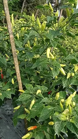 Semoga berkah selalu🤲🏻ya#fyp #fypviralシ #petani #petanicabai #petanicabe 
