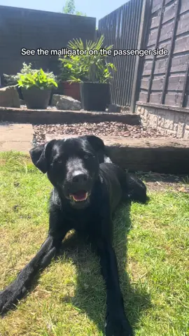 Not sure why dogs that bite is being normalised but Dexter could never, apart from lil nib nibs #gooddog #goodboy #nibnibs 
