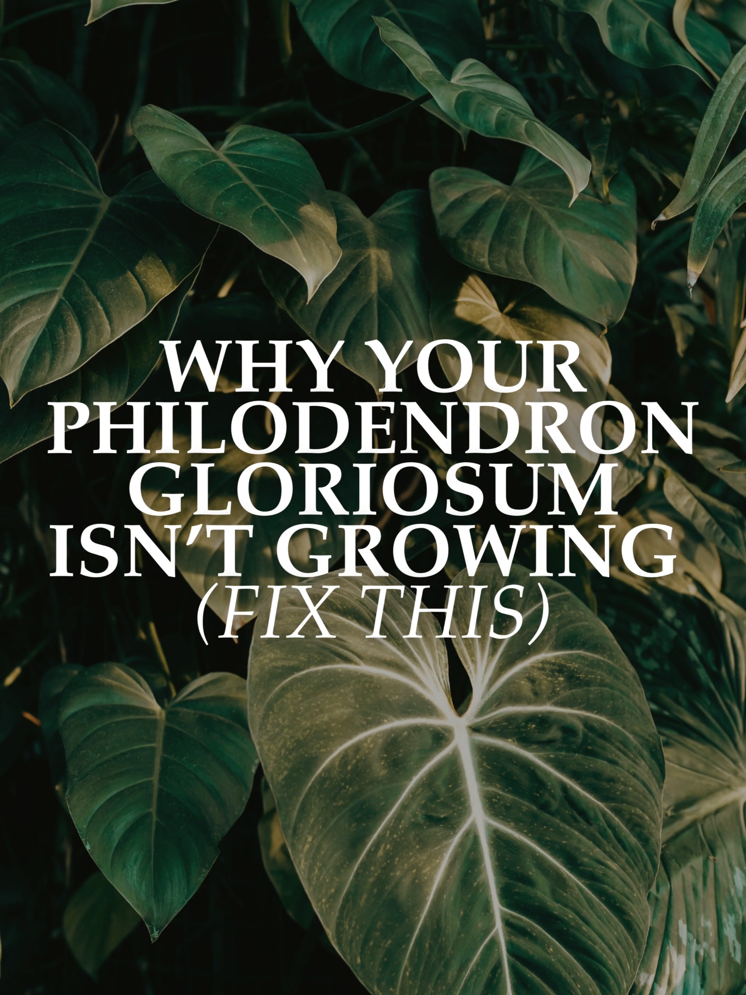 Your Philodendron Gloriosum isn’t growing? This is why. Most people repot too soon—but the real problem is potting position. Gloriosum is a crawler, not a climber. If you center it, the rhizome hits a wall and stops. The fix? A rectangular pot + off-center placement. ✅ Download the FREE Gloriosum Care Guide + shop the exact tools we use: 👉 www.focus-newyork.com/roots-roasts #gloriosum #philodendrongloriosum #plantcaretips #houseplants #planttok #aroidcare #rareplantcare #houseplanttips #plantstyling #indoorplantcare #plantparents #rareplants #rootsandroasts