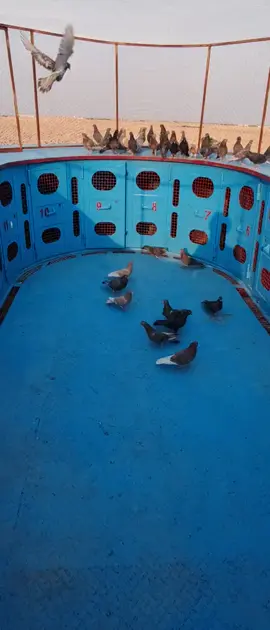 #فقوري دعم الهوايه ✌️✌️✌️👉
