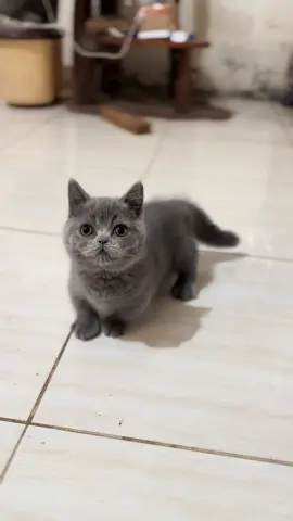 Munckhin Bsh male #kucingcebol #munckhin #kucingkakipendek #munckhinbsh #adopsikucingmalang 