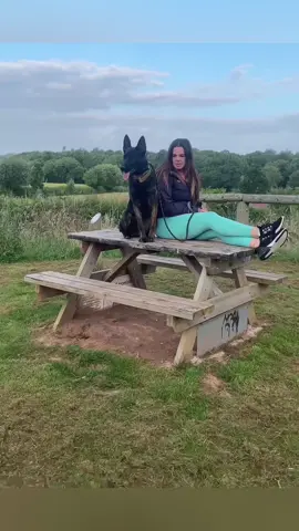 Funny Malinois #dog #pet #animals #dogsoftiktok #funnydog #doglife #fyp #haha #funnymoments #funnyvideos #haha 