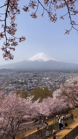 Fuji Memang bikin Candu,, #kenshuseijapan🇮🇩🇯🇵🎌 #fypage #fypシ゚ #lewatberanda 