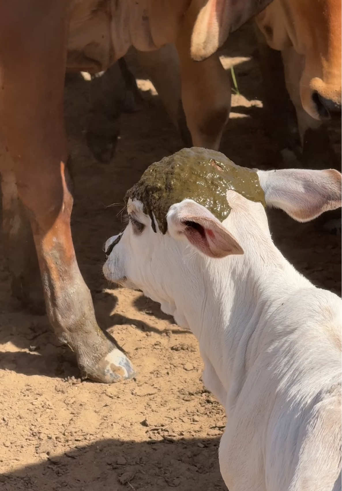 Le cayó un meteorito ☄️ #ganado #animales #ganaderia 
