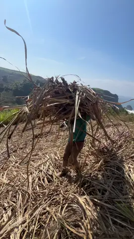 Odol bolo muatane