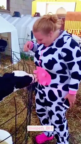 Funny Cow.#cow #cows #cowsoftiktok #funny #foryou #funnyvideos #viral #usa #fypシ #funnymoments #funnytiktok #fyp #cute 