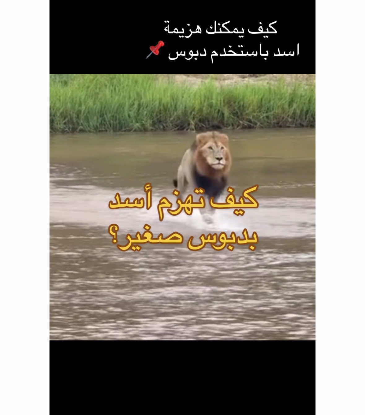 كيف تهزم اسد باستخدام دبوس؟. . . . . #لايك #ناشيونال_جيوغرافيك #catlover #حيوانات #shakeittothemax          