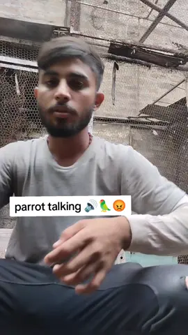 #parrottalking #talking #parrot #foryoupage #foryou @ARU_Pets 