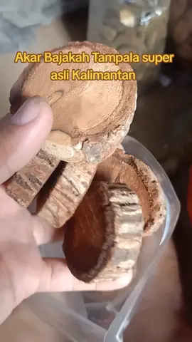 akar Bajakah asli Kalimantan #akarbajakah #akarbajakahaslikalimantan #akarbajakahtampalasuper 