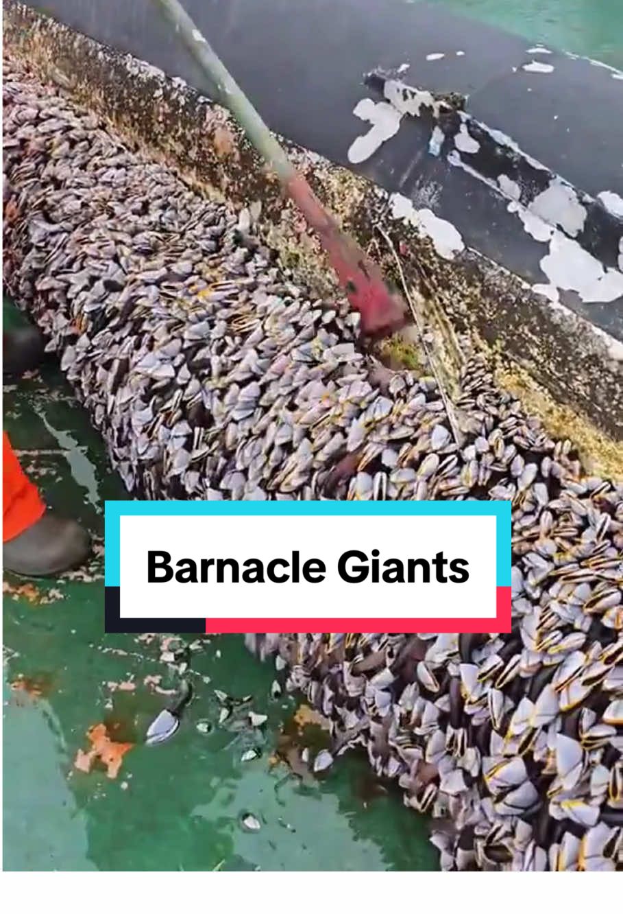 Barnacles:Nature’s Toughest Sea Hitchhikers . #Barnacles #GooseneckBarnacles #AcornBarnacles #MarineLife #OceanCreatures #SeaHitchhikers #UnderwaterWorld #Parasites #SeaExploration #ExtremeNature