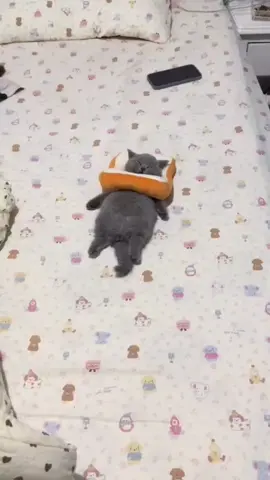 cute 🥰 #cats #cat #cute #fyp 