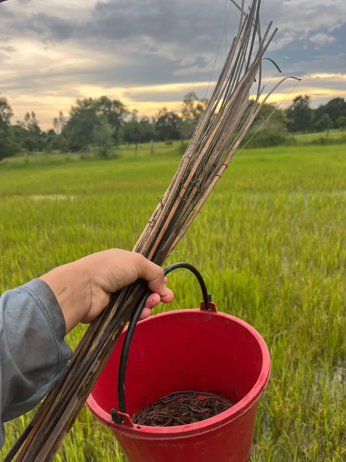 บ้านเฮามันกะส่ำนี้ล่ะ🌾🎣❤️#บ่าวอุบล #ใส่เบ็ดปลาช่อน #ใส่เบ็ด #บ้านเฮามันกะส่ํานี้ล่ะ #ฟีดดดシ 