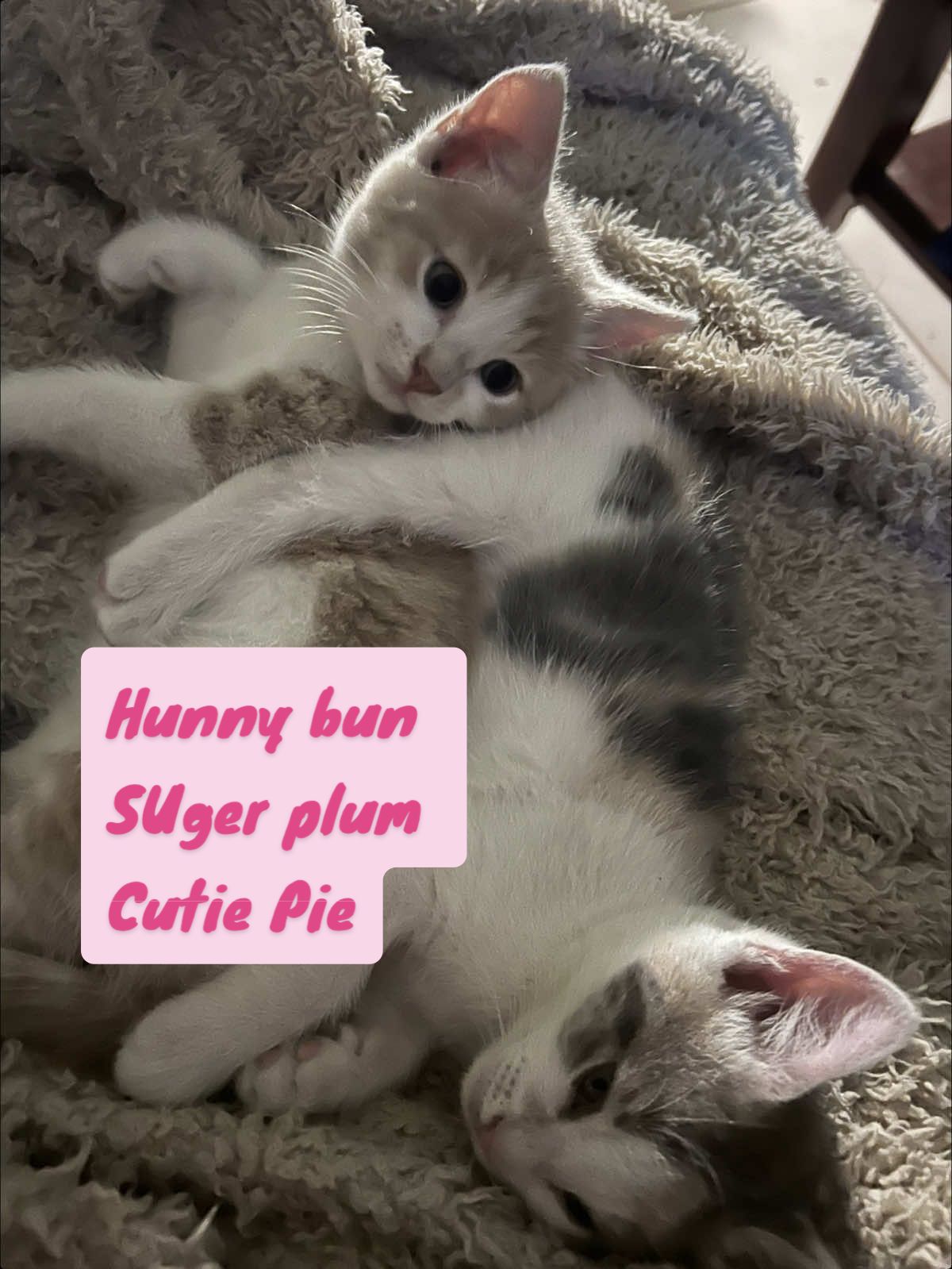 #cupcakes& kitties#fureverlove #healthypetshappylife #mummma cat#furfurfurfurfurfurfurfur 