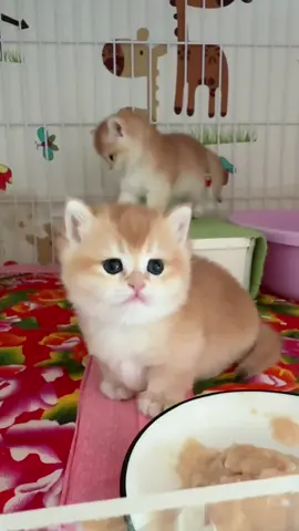 Oyen melet meletin apa coba #kucinglucu #catlovers #bocilkucing #kitten #fyppppppppppppppppppppppp 