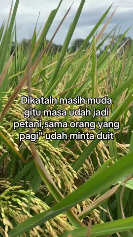 #fyppppppppppppppppppppppp #anakpetani🌾 #ilmupadi🌾🔥 #sidrap📍 #galan27⚡ 