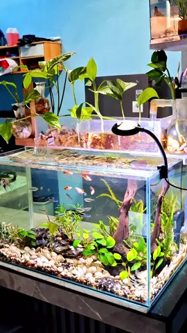 ✨️✨️✨️🌱🌱🌱 #aquascape #aquarium #fishtank #aquariumhobby #aquascapeindonesia 
