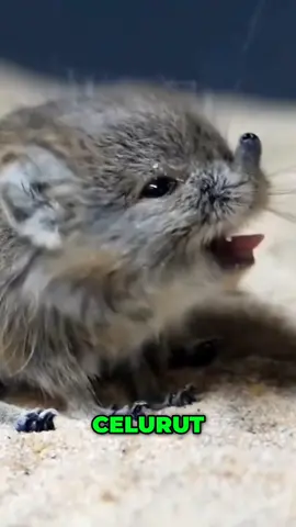 Si Kecil Bermoncong Panjang: Elephant Shrew yang Super Lincah! #ElephantShrew #FaktaUnikHewan #HewanLucu #SatwaLangka #FaktaHewan #WildlifeFacts #HewanMini #PengetahuanHewan #AnimalFacts #HewanUnik 