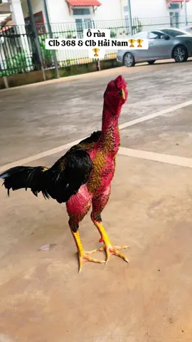 Hẹn mọi người  thứ 6 tuần này tại nhà hát 888 ... sẽ là một trận cầu kinh điển cho ae xem 🏆🏆🏆🥰🥰@Luân gà chọi @Thành Nhật Minh @Chinh Vũ @FC 368 SHOPING @locnguyen1987 @khôi xuân, 