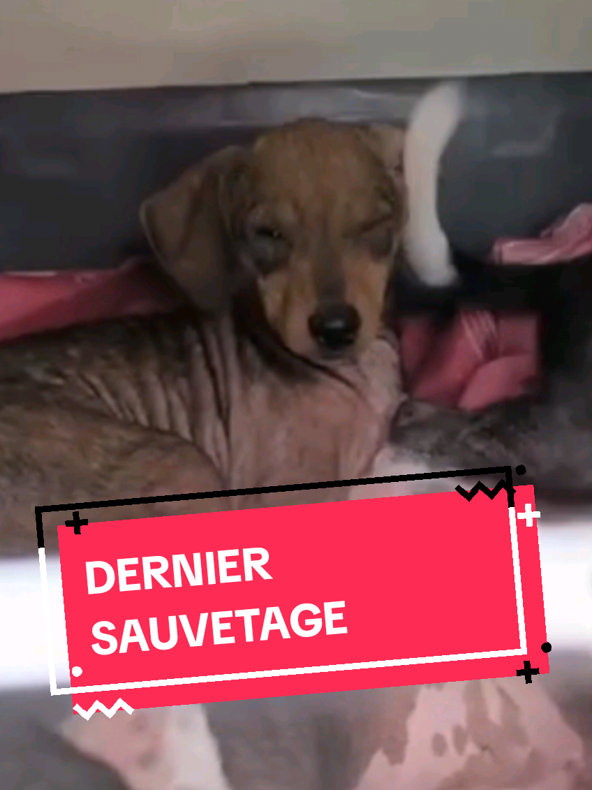 ❤️❤️❤️❤️❤️❤️❤️❤️❤️❤️❤️❤️❤️ Sauvés🙏 Depuis cet été nous avons effectué de nombreux sauvetages: Mouton agonisant mangé par des centaines d’asticots, chats et chatons mourants, œil à faire enlever et opérations en tout genre, maltraitances... Ceux qui nous connaissent savent que je n'étais pas à Ibiza 🤪 Se rajoute le procès de Manon, maltraitante multirécidiviste, vendredi, dont nous n'étions même pas informés 🤬 Je vais quand-même petit à petit vous présenter tous nos petits rescapés qui maintenant font partie de la famille d Agir et que nous choyons chaque jour. Aujourd’hui je vous présente nos 6 petits loulous, qui etaient rongés par la gale et livrés à eux même dans un champ. Quelles souffrances pour eux, nous en avions les larmes aux yeux de voir leurs petits corps rouge vif et leur peau qui craquelait 😞 Chaque jour les Animaux souffrent et vivent un véritable holocauste, notre devoir est de ne jamais les laisser tomber et de se battre aussi fort que ce qu'ils endurent , Merci de les aimer 🙏❤️ Merci d être HUMAIN 🙏❤️ Betty #animauxderefuge #sauvetageanimaux #castelginest #maltraitanceannimale #Toulouse 